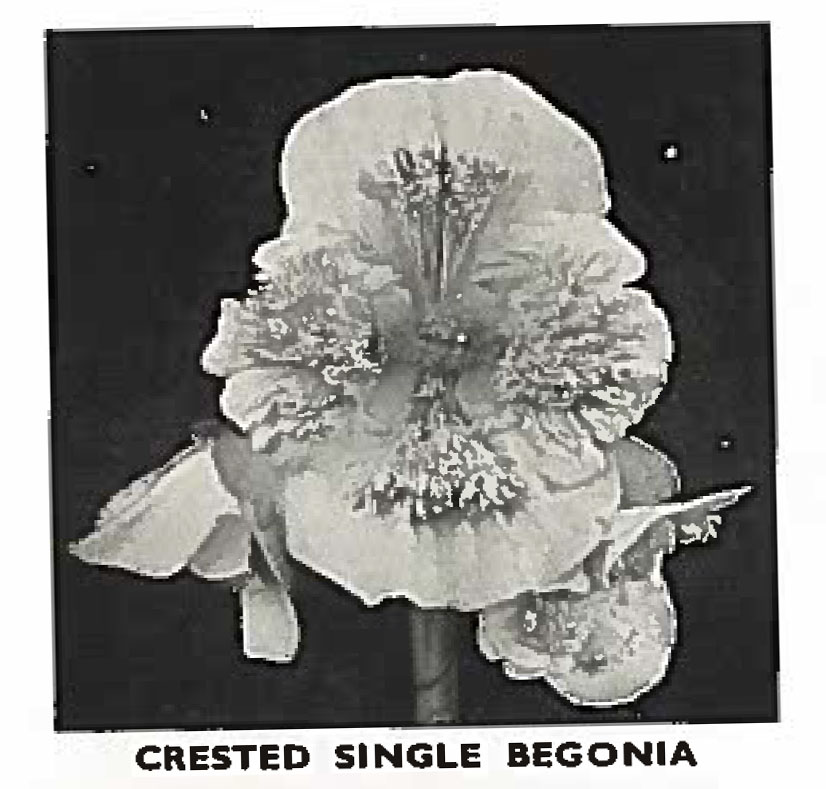 B. ‘Crested’